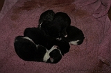 Nestje Kittens_008